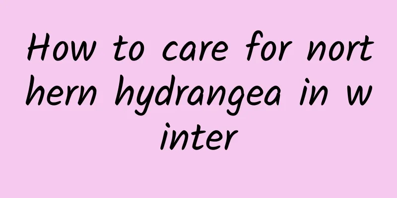 How to care for northern hydrangea in winter