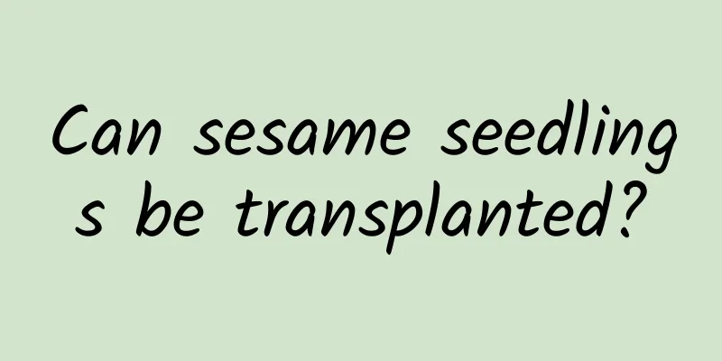 Can sesame seedlings be transplanted?