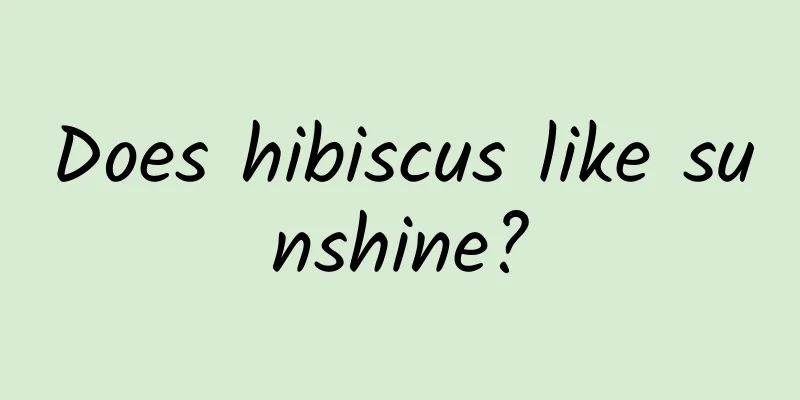 Does hibiscus like sunshine?