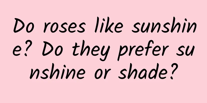 Do roses like sunshine? Do they prefer sunshine or shade?