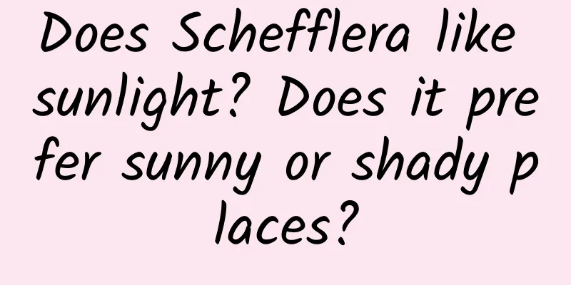 Does Schefflera like sunlight? Does it prefer sunny or shady places?