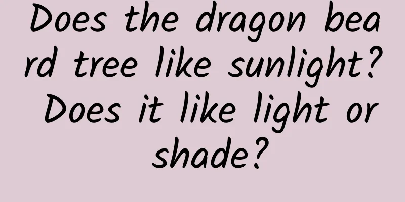 Does the dragon beard tree like sunlight? Does it like light or shade?
