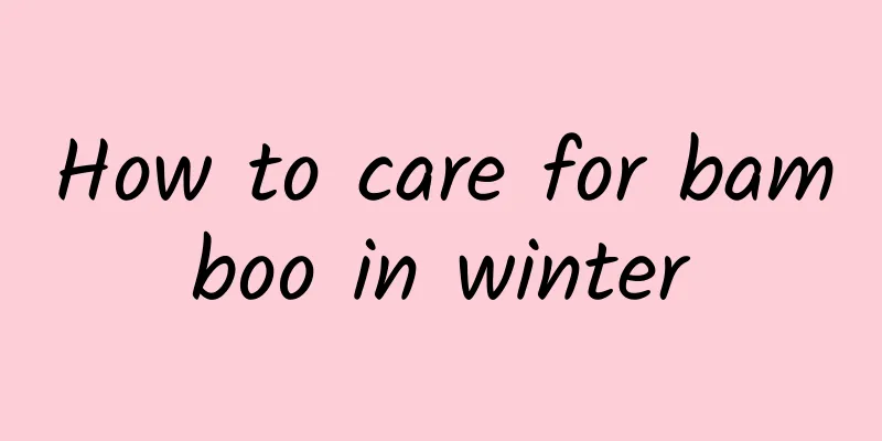 How to care for bamboo in winter