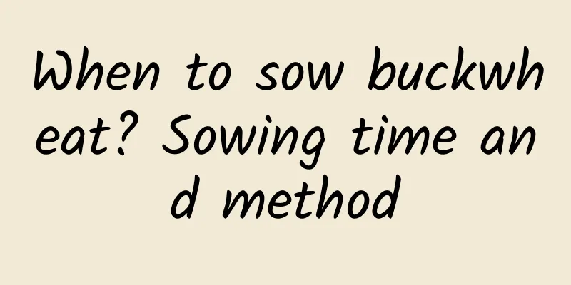 When to sow buckwheat? Sowing time and method