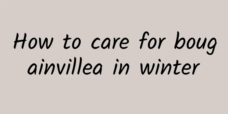 How to care for bougainvillea in winter