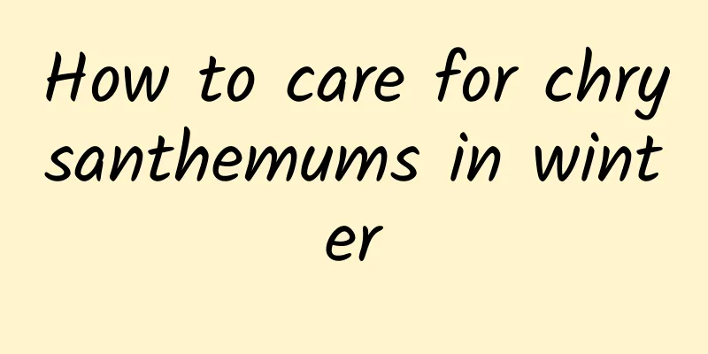 How to care for chrysanthemums in winter