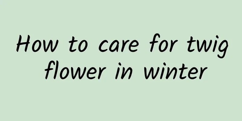 How to care for twig flower in winter