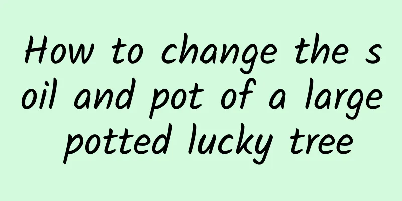 How to change the soil and pot of a large potted lucky tree