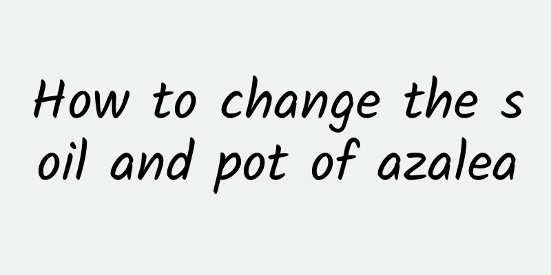 How to change the soil and pot of azalea