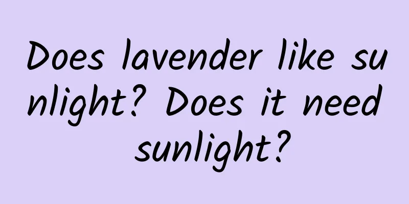 Does lavender like sunlight? Does it need sunlight?