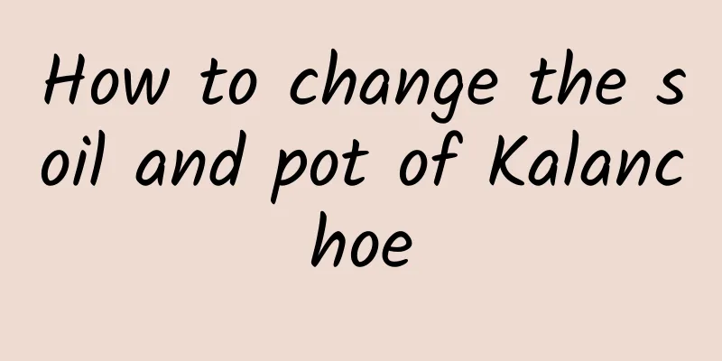 How to change the soil and pot of Kalanchoe