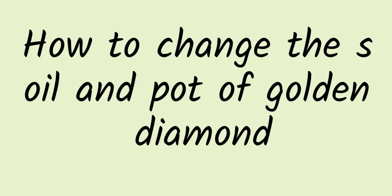 How to change the soil and pot of golden diamond