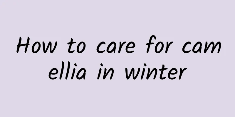 How to care for camellia in winter