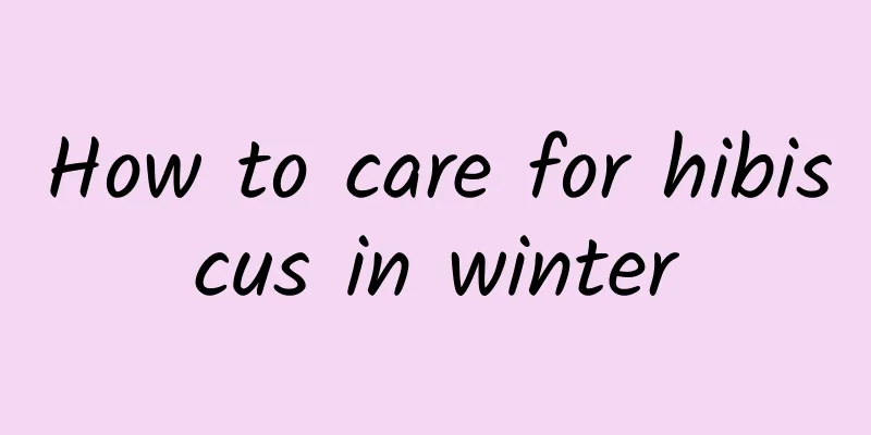 How to care for hibiscus in winter