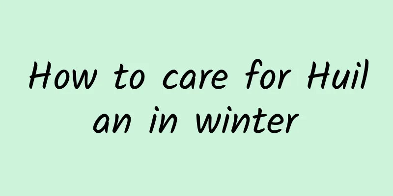 How to care for Huilan in winter