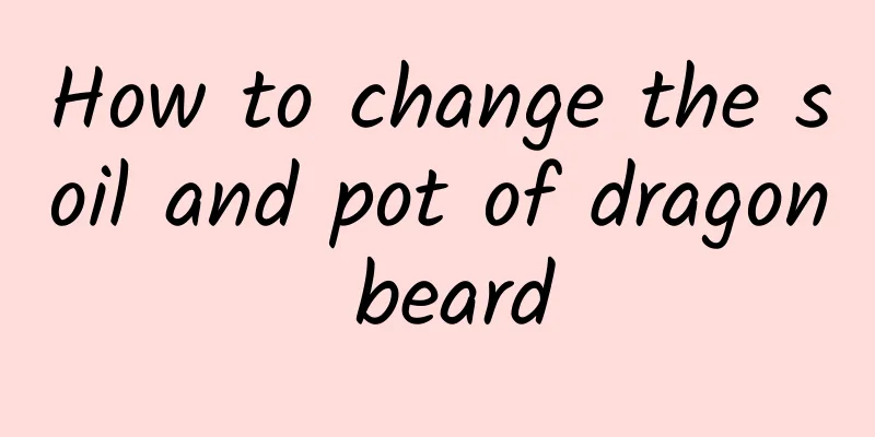How to change the soil and pot of dragon beard