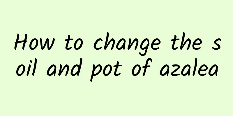 How to change the soil and pot of azalea