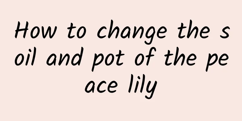 How to change the soil and pot of the peace lily