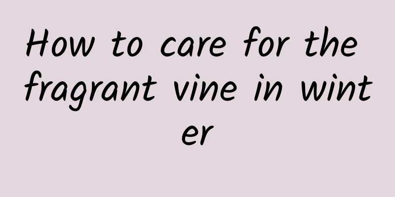 How to care for the fragrant vine in winter