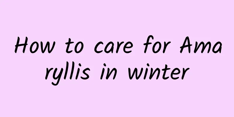 How to care for Amaryllis in winter