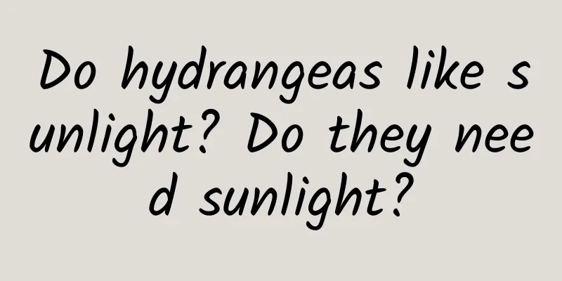 Do hydrangeas like sunlight? Do they need sunlight?
