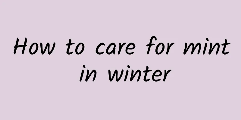 How to care for mint in winter