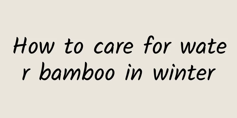 How to care for water bamboo in winter