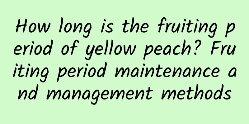 How long is the fruiting period of yellow peach? Fruiting period maintenance and management methods