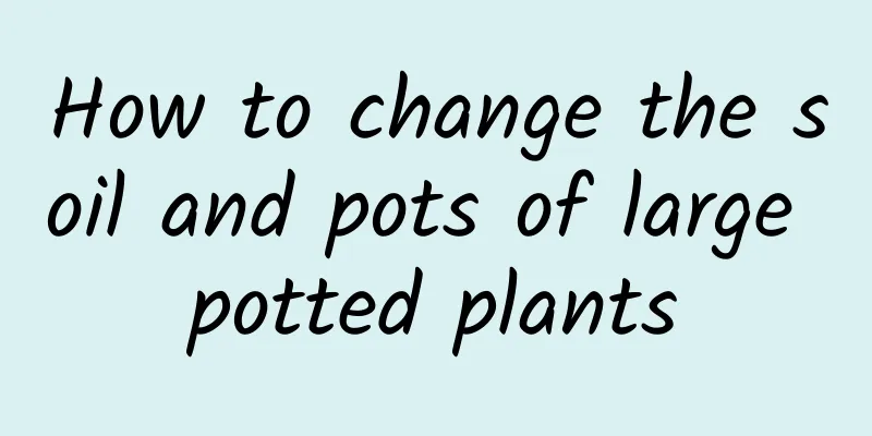 How to change the soil and pots of large potted plants