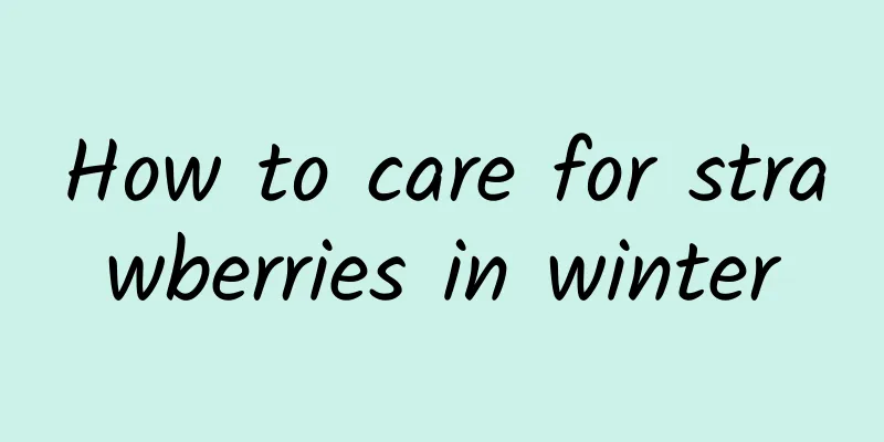 How to care for strawberries in winter