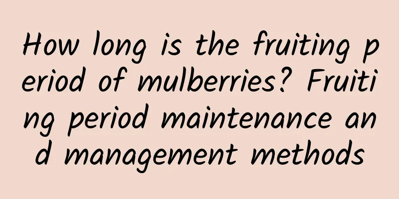 How long is the fruiting period of mulberries? Fruiting period maintenance and management methods