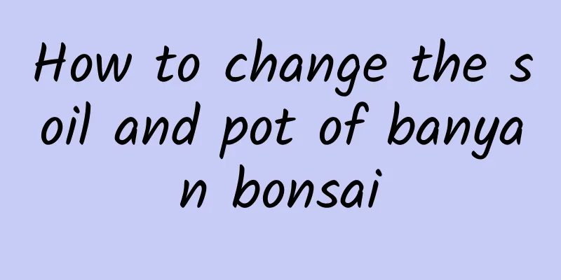 How to change the soil and pot of banyan bonsai