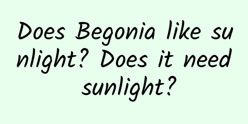 Does Begonia like sunlight? Does it need sunlight?