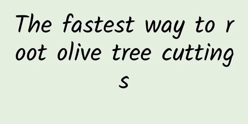 The fastest way to root olive tree cuttings