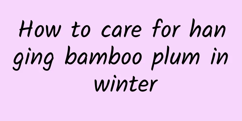 How to care for hanging bamboo plum in winter