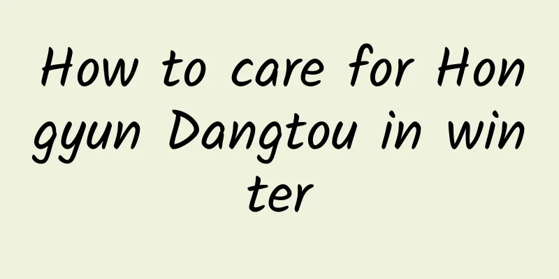 How to care for Hongyun Dangtou in winter
