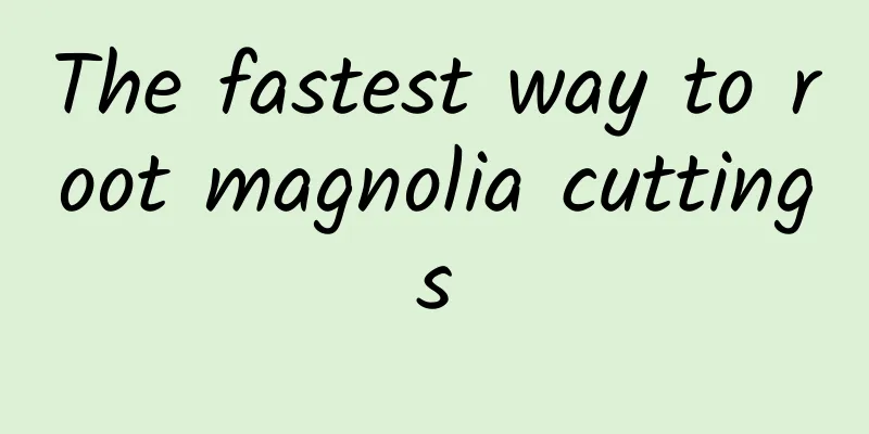 The fastest way to root magnolia cuttings