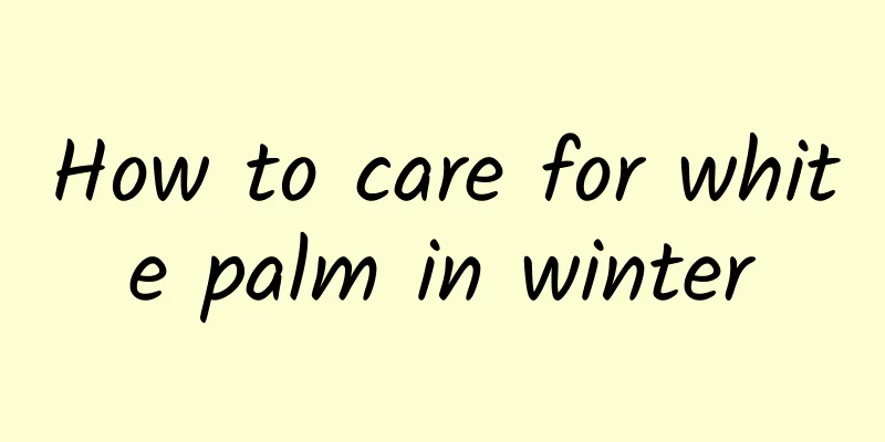 How to care for white palm in winter