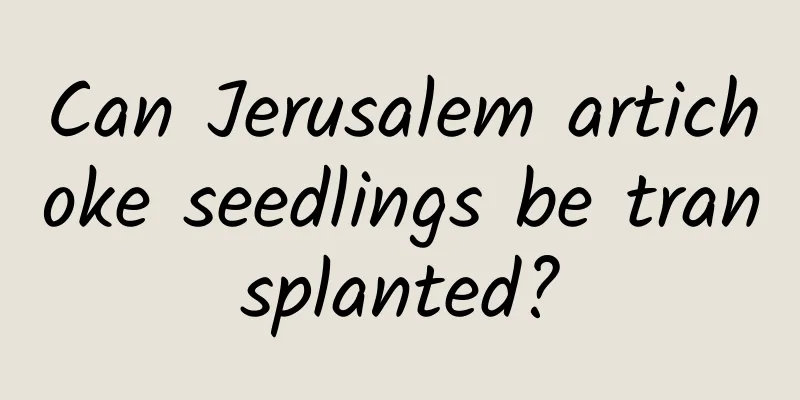 Can Jerusalem artichoke seedlings be transplanted?