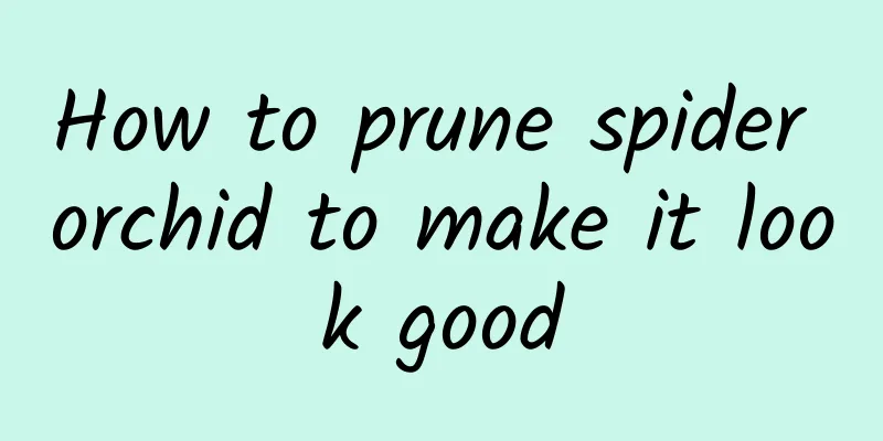 How to prune spider orchid to make it look good