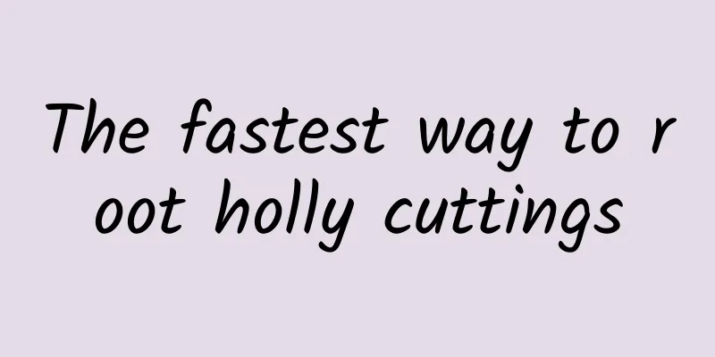 The fastest way to root holly cuttings