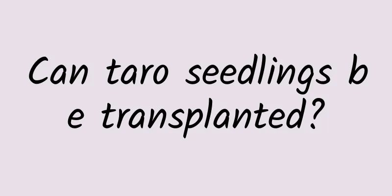 Can taro seedlings be transplanted?