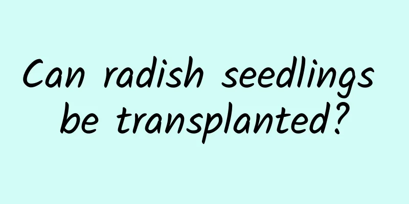 Can radish seedlings be transplanted?