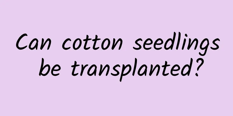 Can cotton seedlings be transplanted?