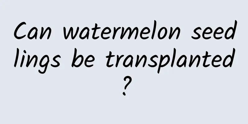 Can watermelon seedlings be transplanted?