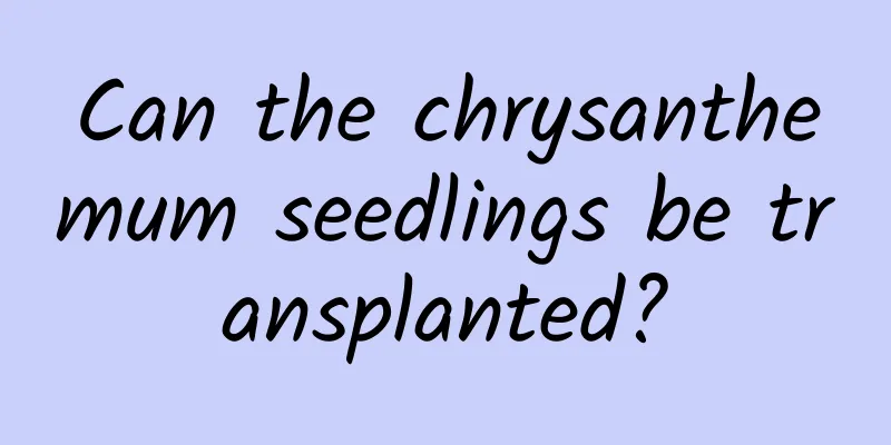 Can the chrysanthemum seedlings be transplanted?