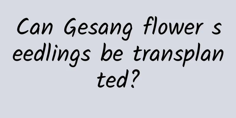Can Gesang flower seedlings be transplanted?