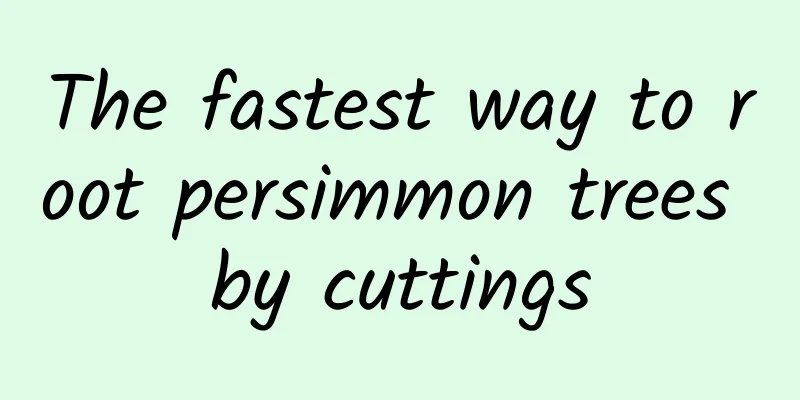 The fastest way to root persimmon trees by cuttings