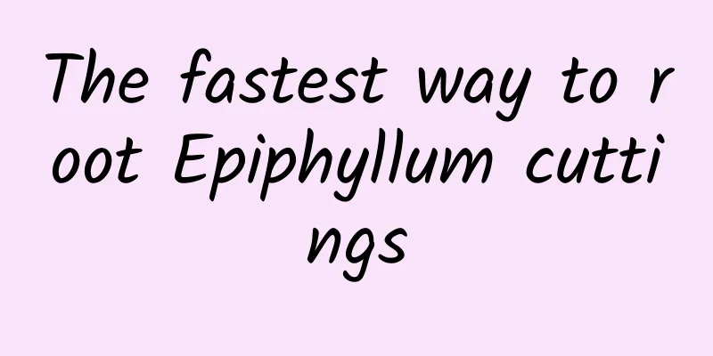 The fastest way to root Epiphyllum cuttings