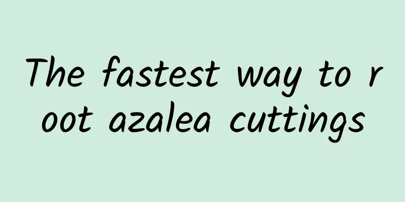 The fastest way to root azalea cuttings